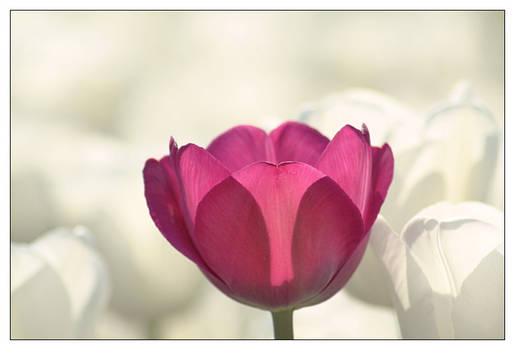 Pink and White Tulips