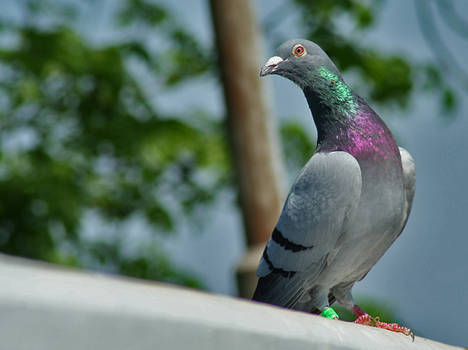 Pigeon