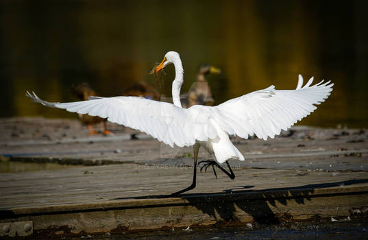 WhiteCrane