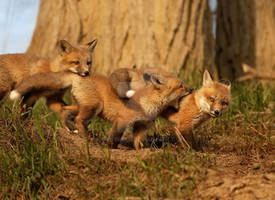 Fox Pups Playing