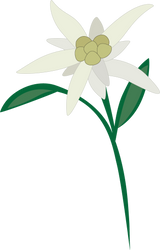 Edelweiss