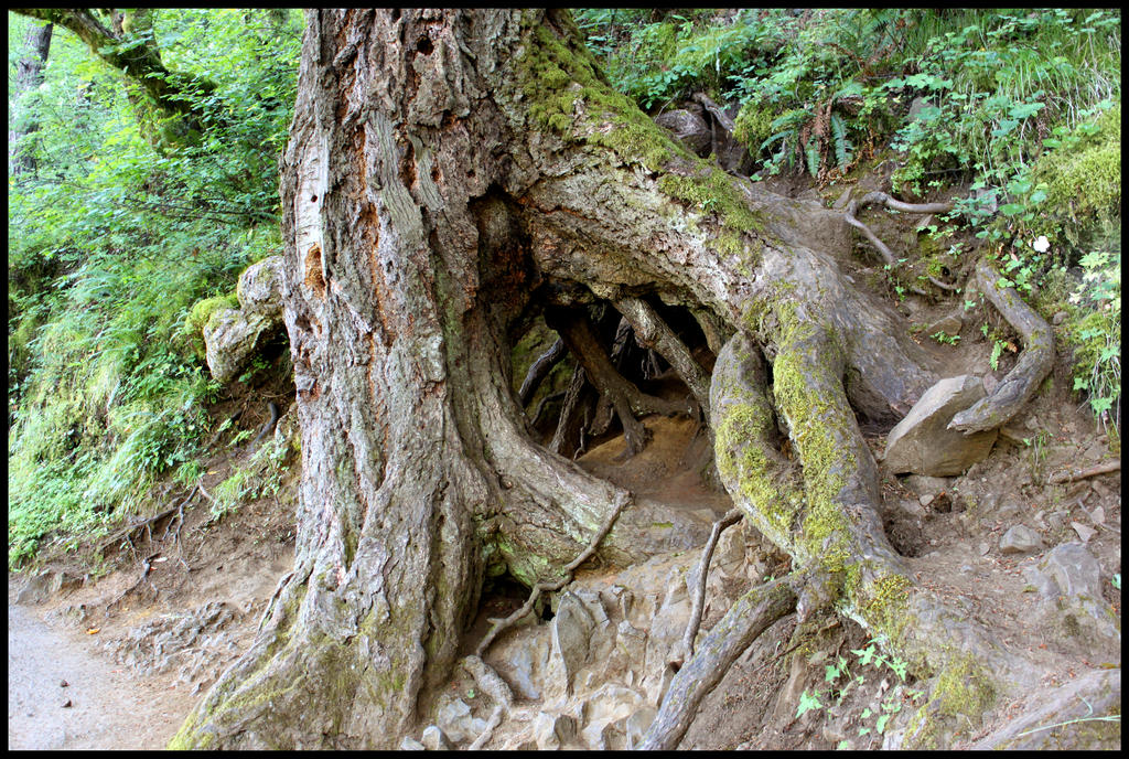 Tree Hideaway II