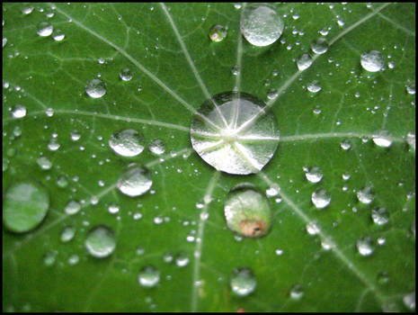 Nasturtium Galaxy III