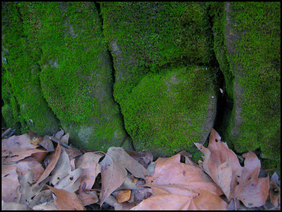 Moss Wall