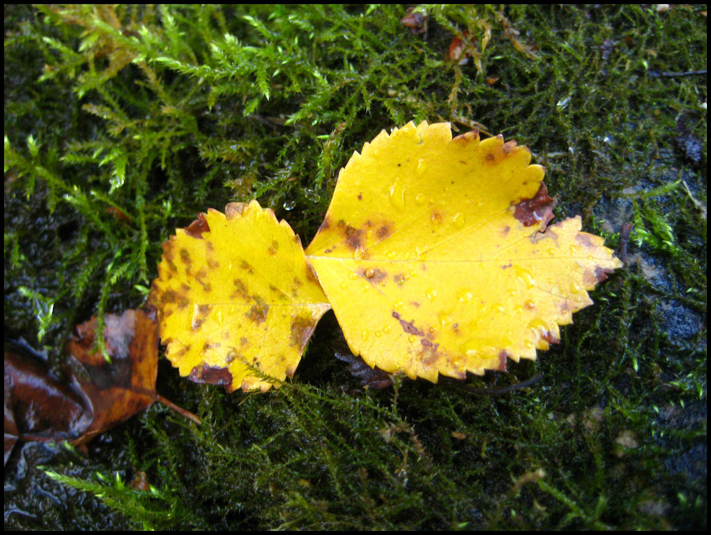 Fairy Coins