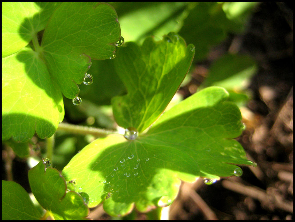 Dewy Leaf 4