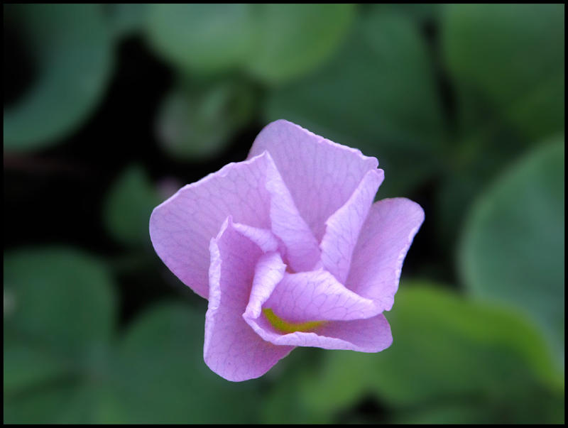 Purple Swirly Flower 1