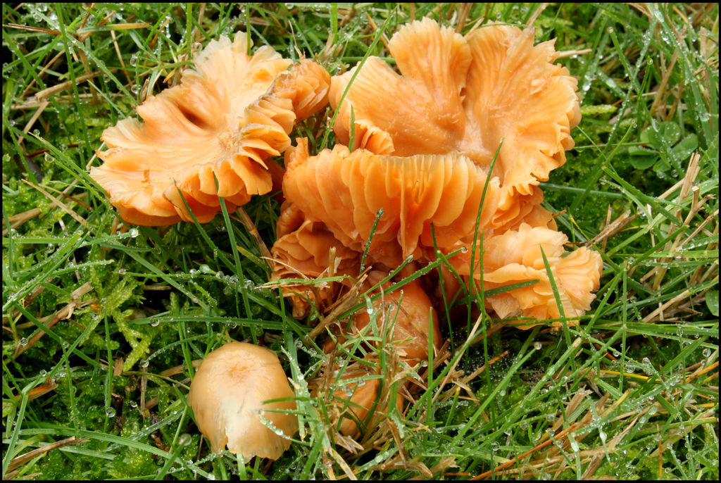 Orange Ruffley Mshrooms by aelthwyn on DeviantArt