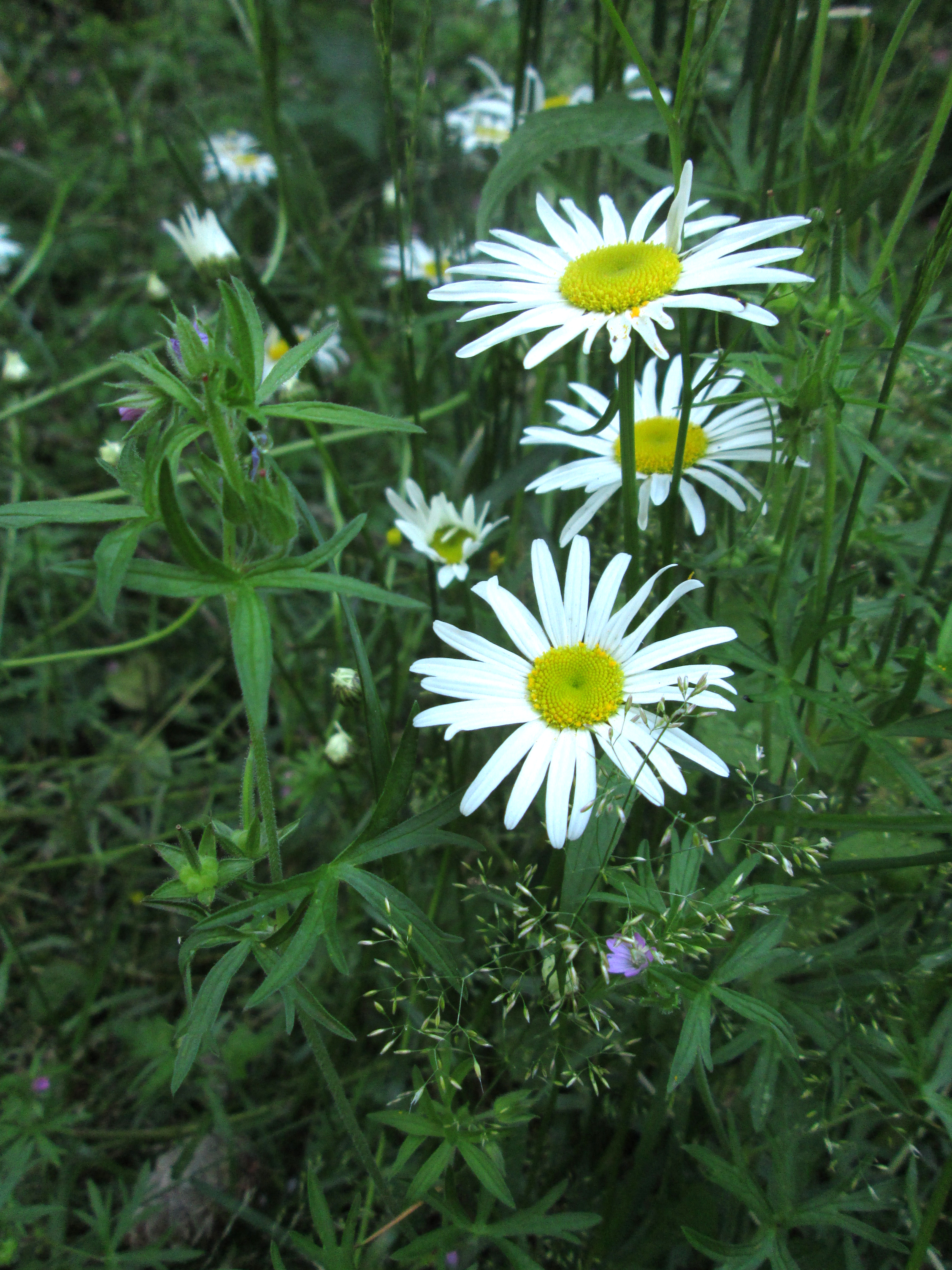 Spring Daisies