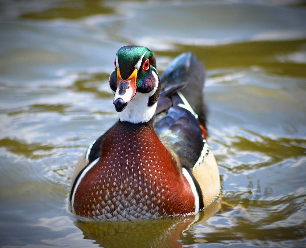 carolina_wood_duck___north_american_wood_duck_by_welshhunter_dducl09-pre.jpg