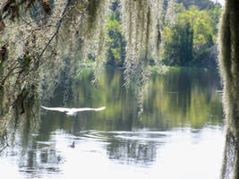 Bayou by Flight