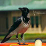 Cool Crow