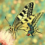 Papilio I