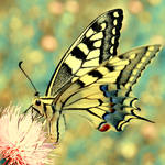 Papilio I by buzadam