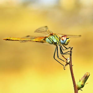 Dragonfly III