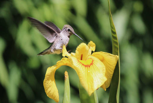 In Flight