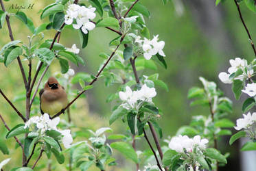 Cedar Waxwing