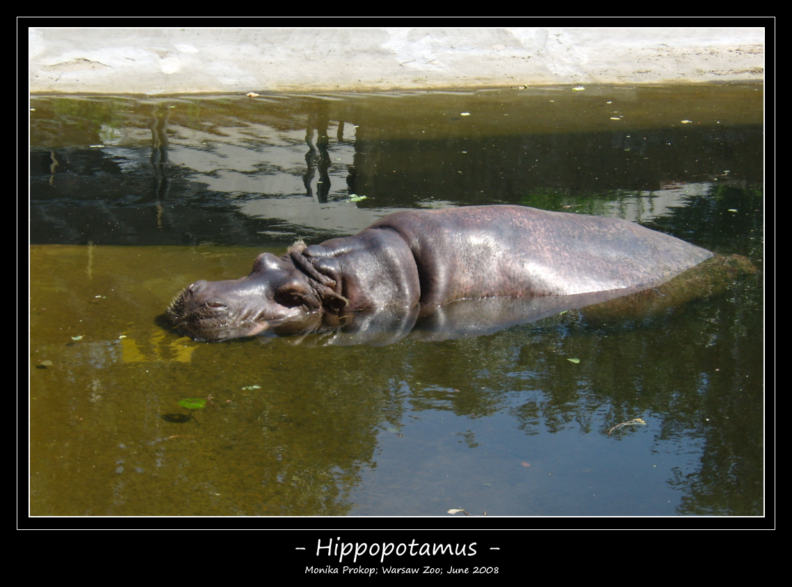 009. Hippopotamus