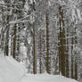 winter-forest3 - stock