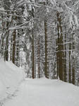 winter-forest3 - stock by tuku-stock