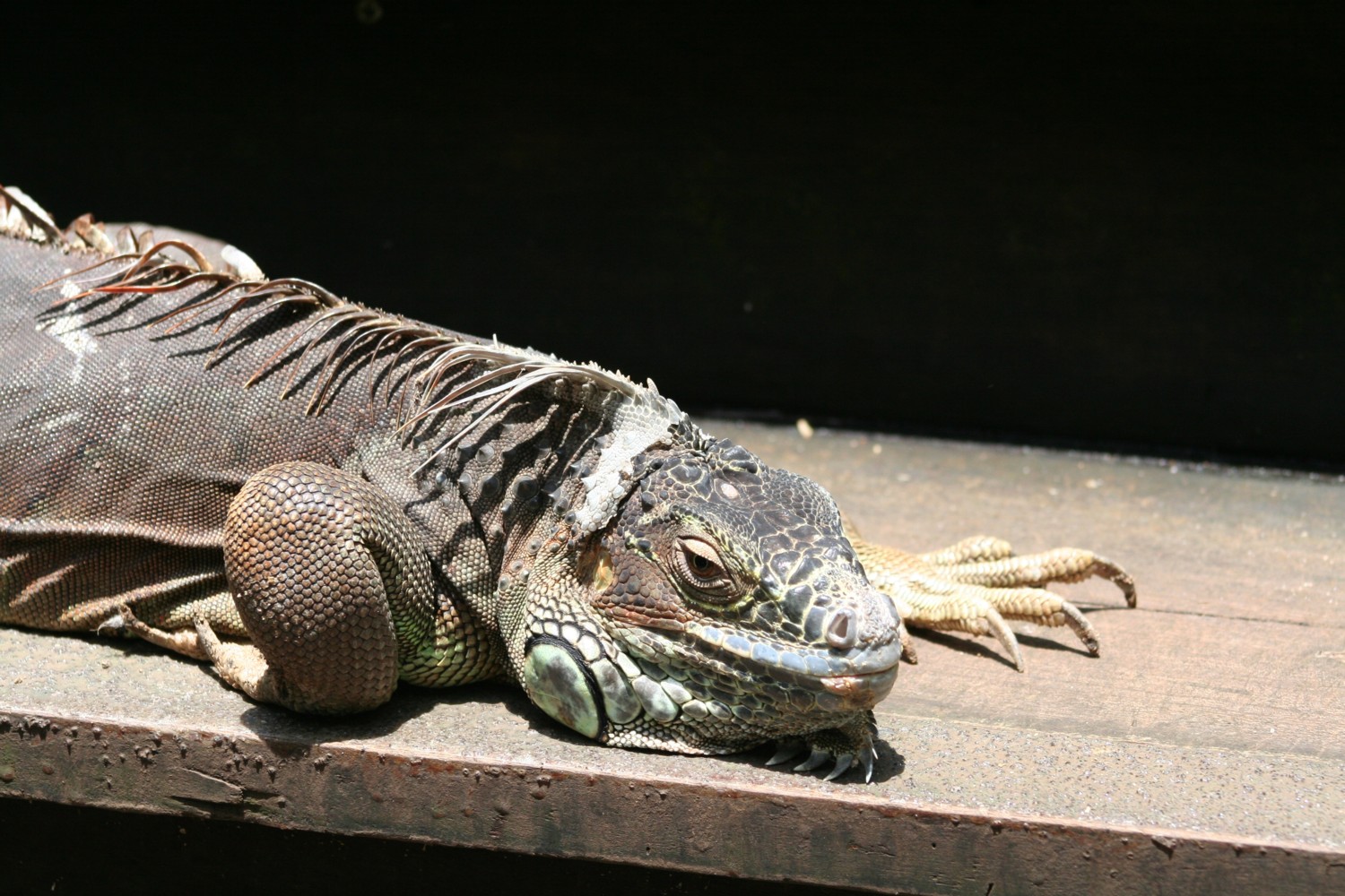 Lizard on the Step