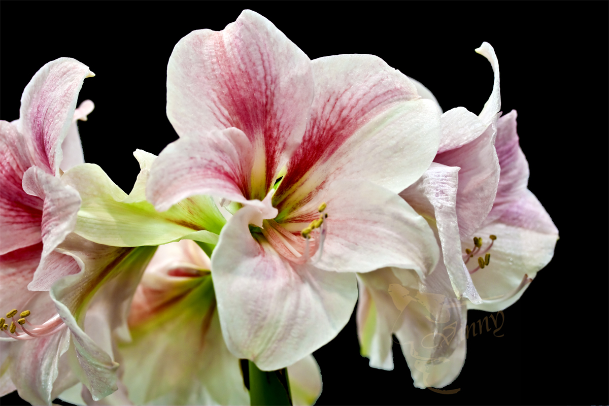 From Flower show -1-Amaryllis