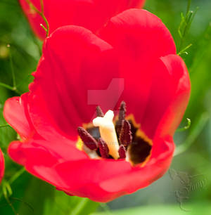 From flower show-33-Tulip