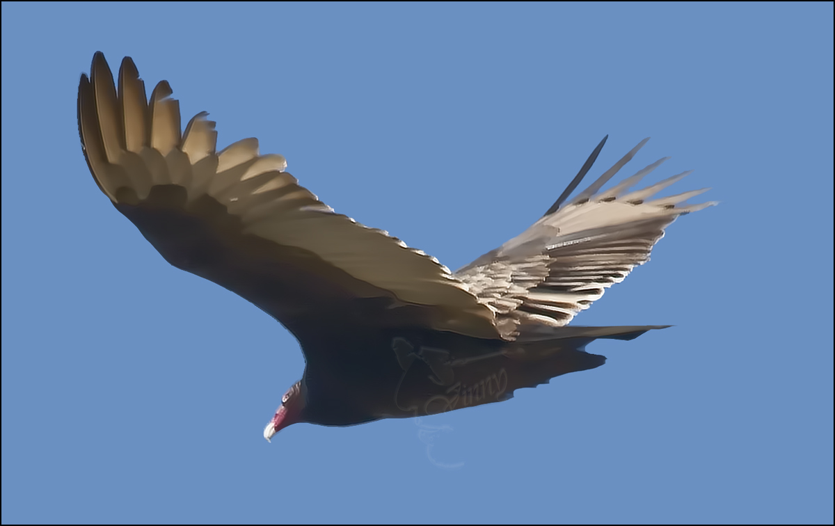 Turkey Vulture