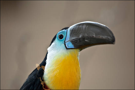 Bird-35 Tucan