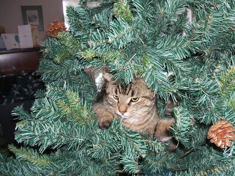 Trimming the Tree, part deux