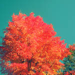 fall trees.. by sweet-reality-xo