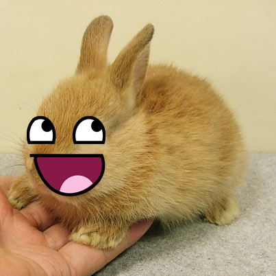Awesome rabbit