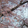 DC Cherry Blossoms Peak-Photo 2
