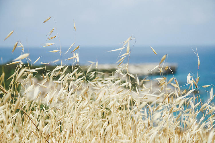 Rustling Grasses Rustling Grass by Art-Of on DeviantArt
