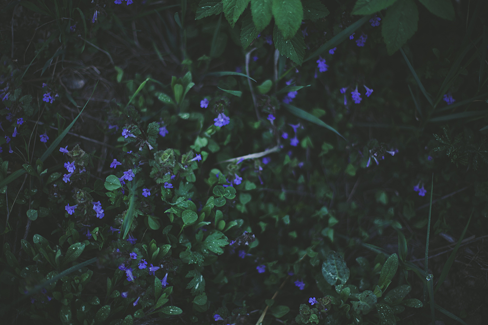 Blue flowers