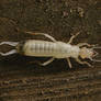 Albino Earwig