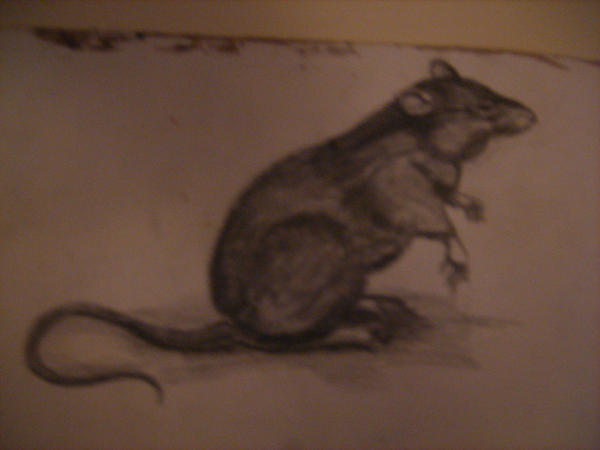 Rat Deviantart Rat by scw55 on DeviantArt