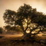 Forest 259
