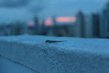 Mom! There is a Lizard on my roof!