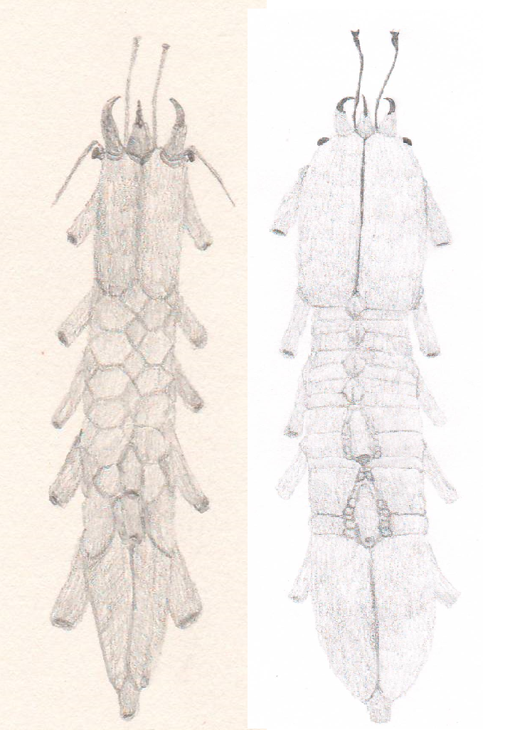 2 species of siphonopods by salpfish1