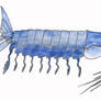 Barracuda Shrimp