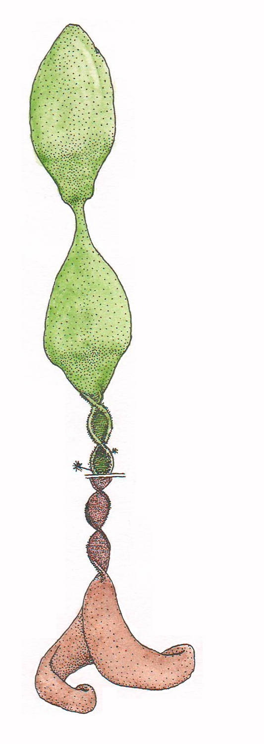 Balloon Tree Chart Balloon Tree by salpfish1 on DeviantArt