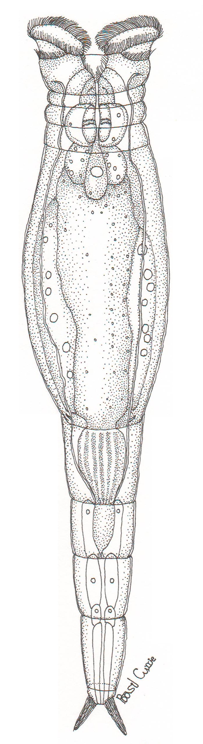 Philodina roseola