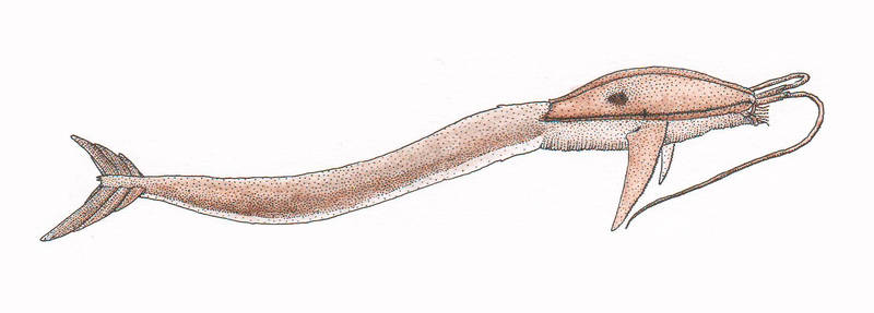 Paraichthys xenos