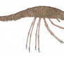 Dactylopoda