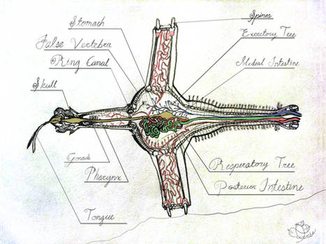 Rotazoan Internal Anatomy, ca. 330 MYH