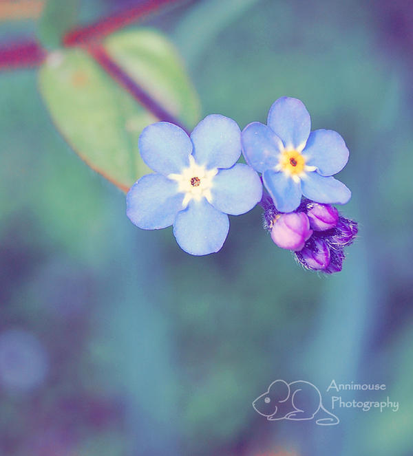 Forget Me Not