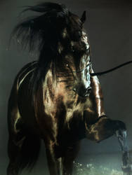Arabian horse  3