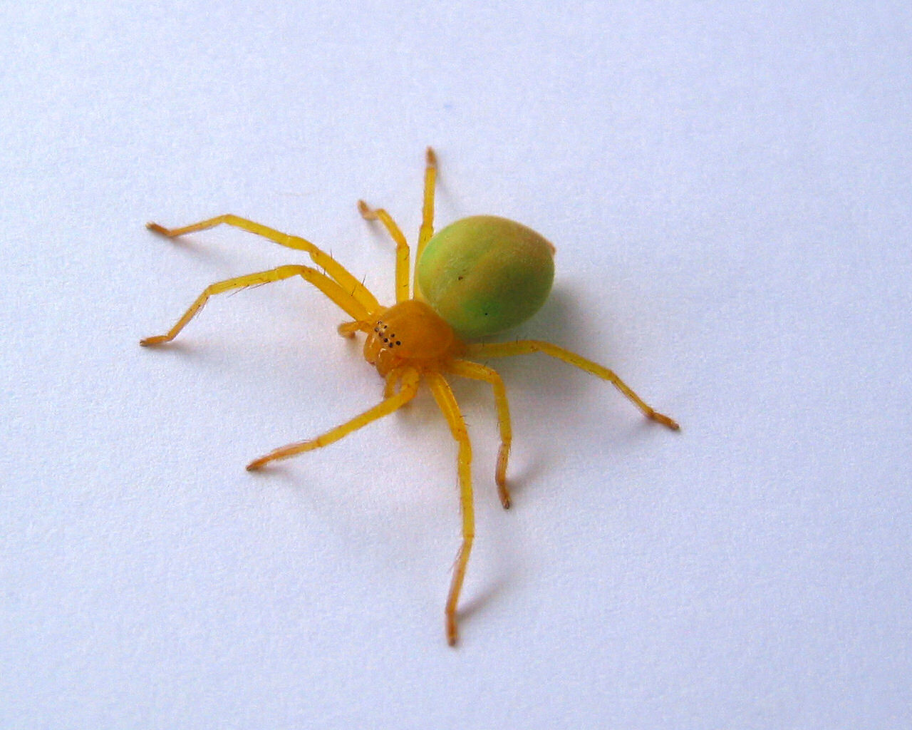 Green Tree Spider