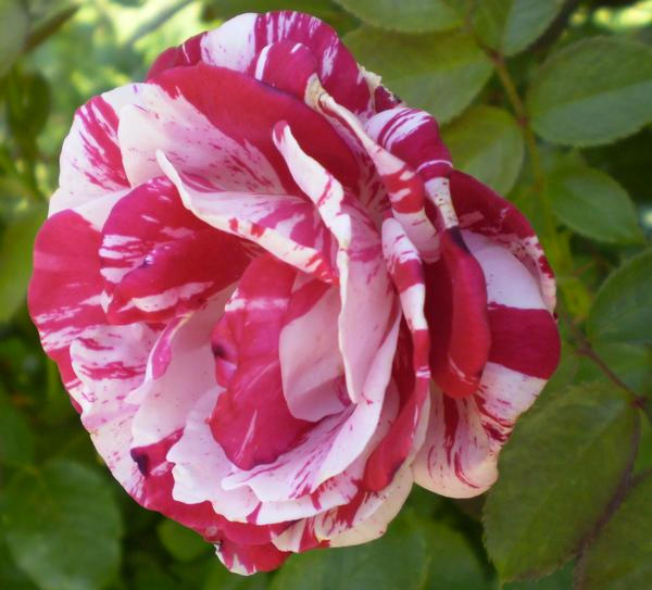 Candy Striped Rose by Pammymcb on DeviantArt